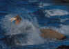 Splashing Walrus (Jpeg-picture 157273 bytes)